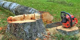 How Our Tree Care Process Works  in  Parkville, MO