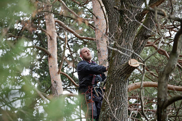 Trusted Parkville, MO Tree Care Experts